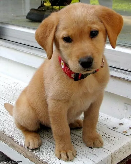 Adorable Puppy