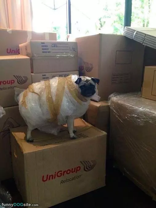 Safety Pug