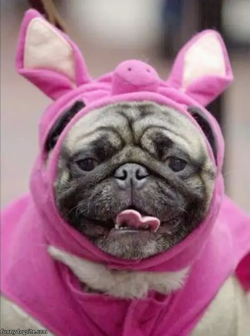 Bunny Pug