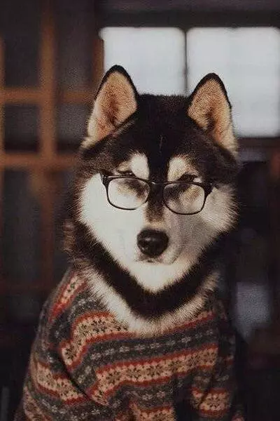 I Am A Smart Dog