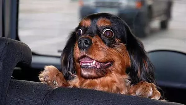 I Smell Snacks