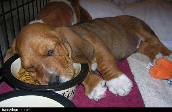 Hungry And Sleepy
