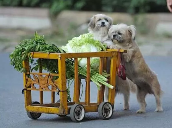 Grocery Dogs