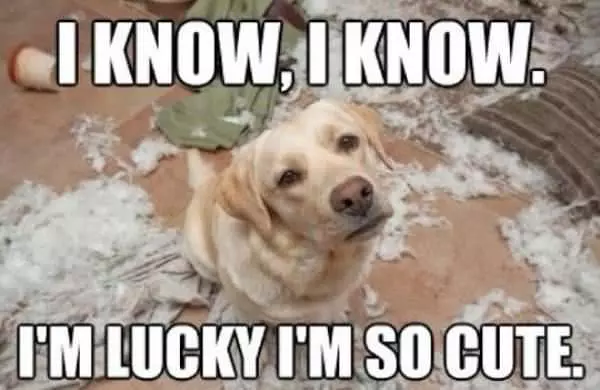 I Know I Know