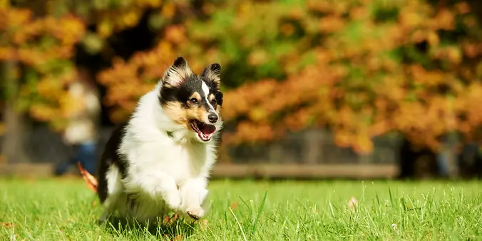 Shetland Sheepdog playing