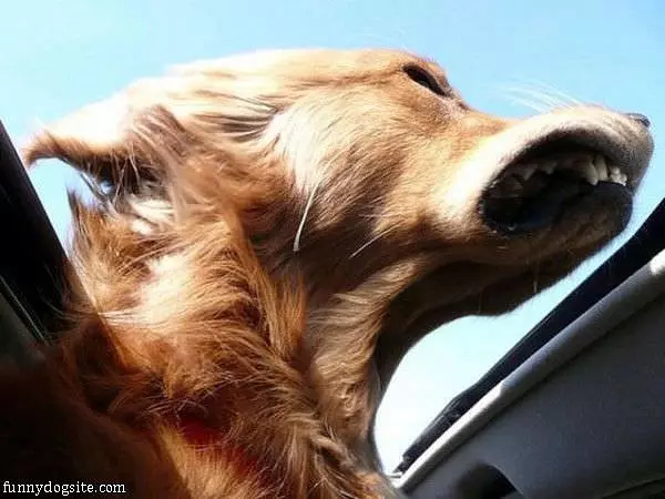 Face In The Wind