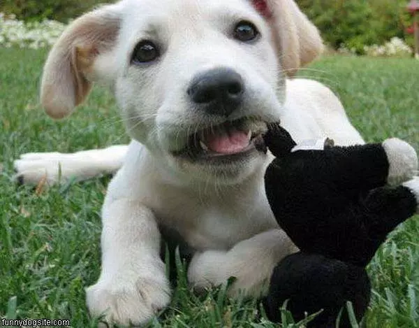 Nom Nom