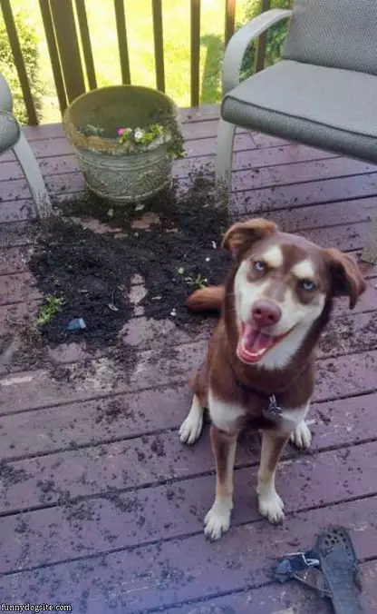 I Hated That Flower