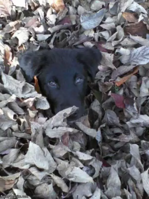Dog Leaf Pile