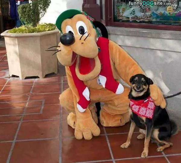 That Is A Happy Dog