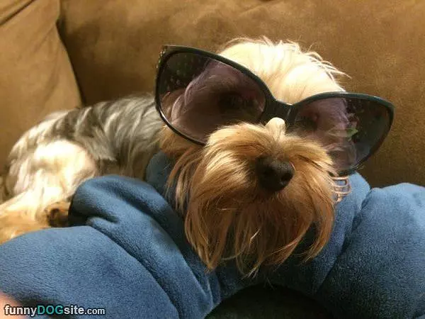 Nice Glasses