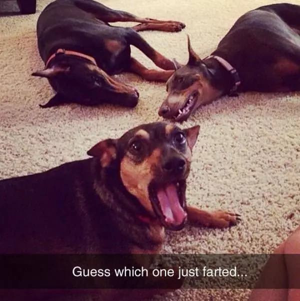 Who Just Farted