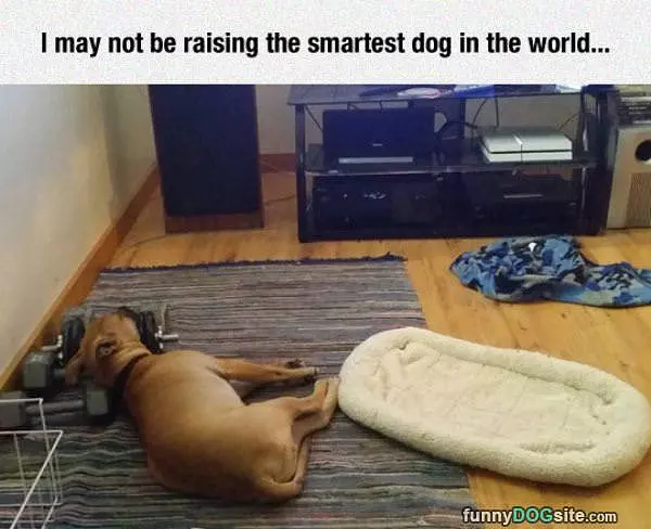 May Not Be The Smartest