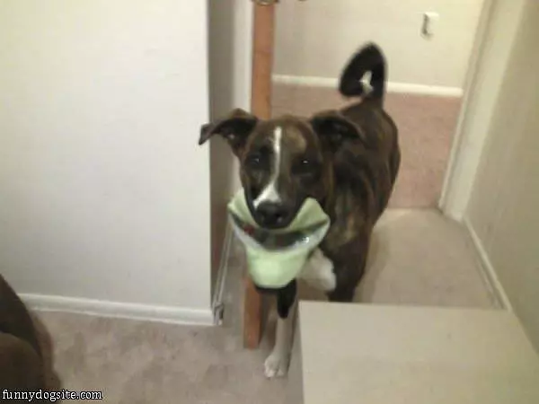 My Frisby