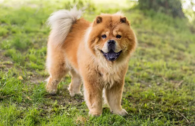 Baby Chow Chow