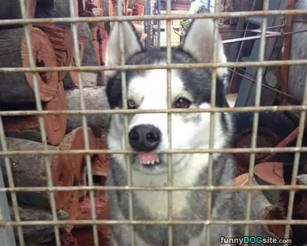 Hey Let Me Out