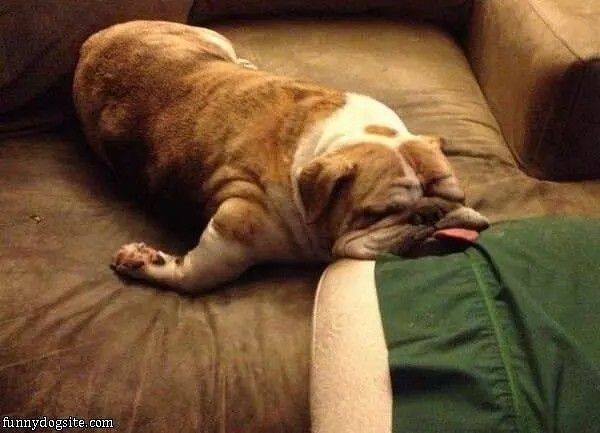 Totally Pooped Out Dog