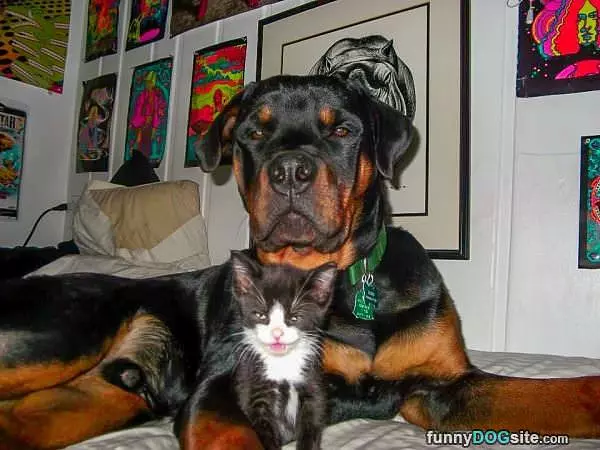 I Am The Body Guard