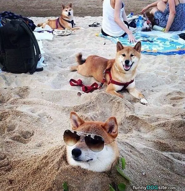 These Cool Dogs