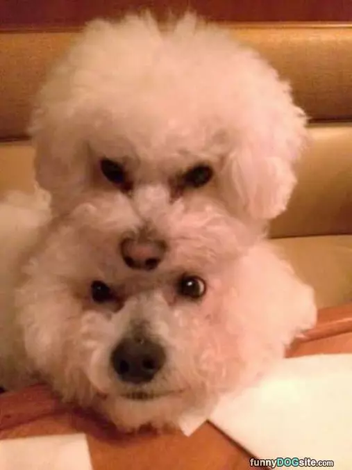 Stacking Cute Dogs