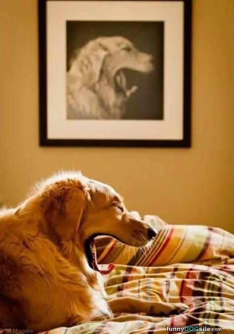 The Yawn