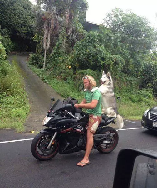Please Go Faster