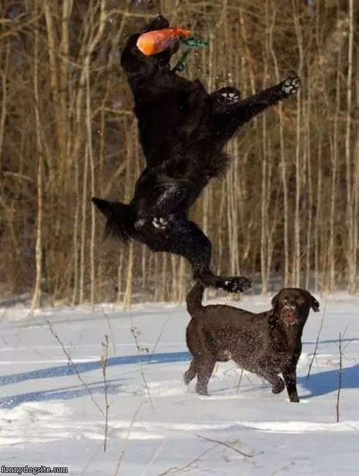 High Jumping Dog