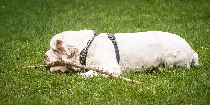 Clumber Spaniel playing
