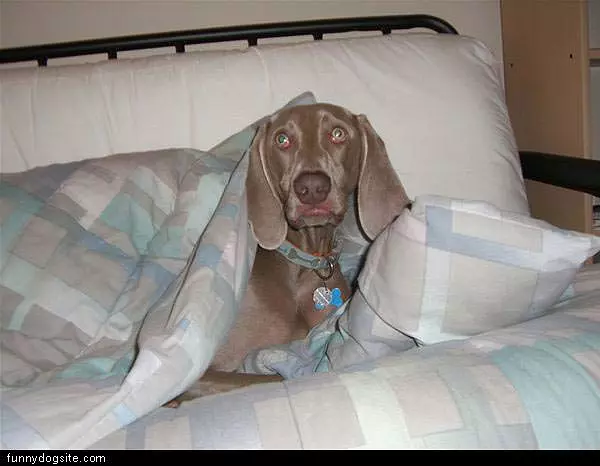 Woofwoof