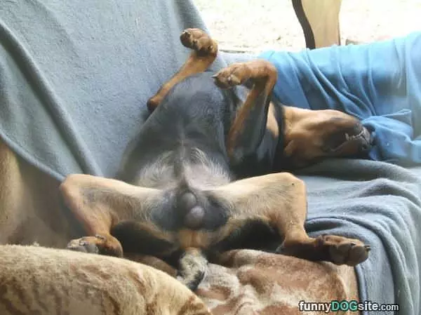Long Day Time For A Nap