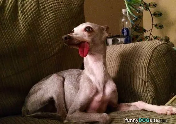 The Derpy Derp