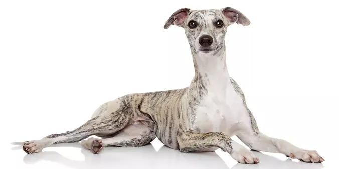 Whippet dog