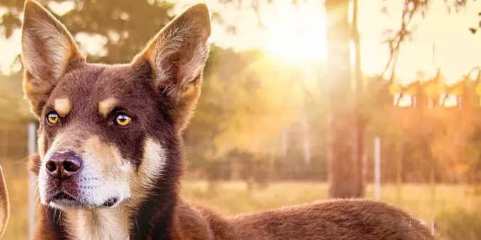 Working Kelpie Dog