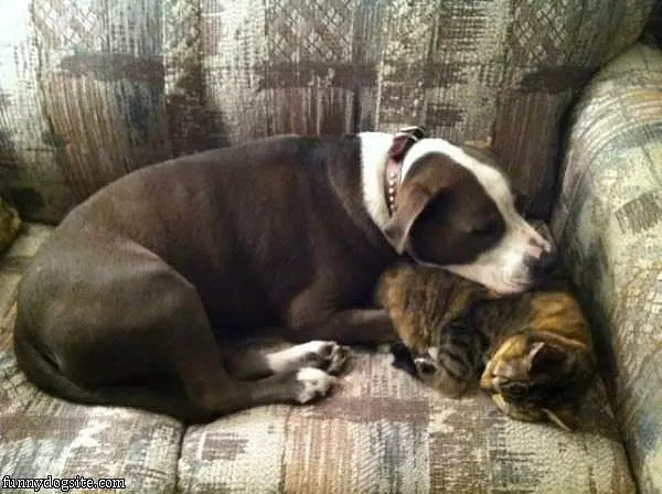 Guard Dog