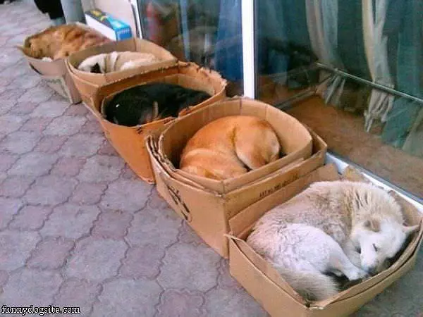 Asleep In The Boxes