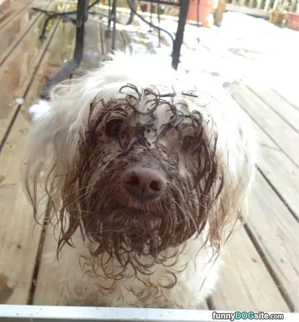 Muddy Face