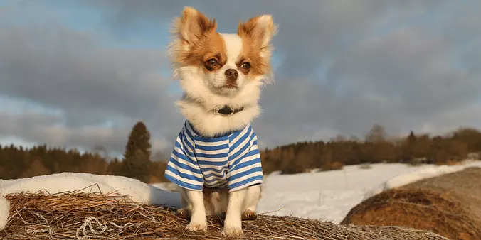 Chihuahua