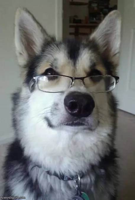 Study Dog