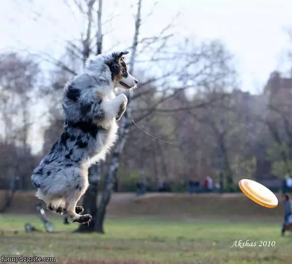 Flying Aussie