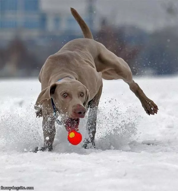 Must Fetch Ball