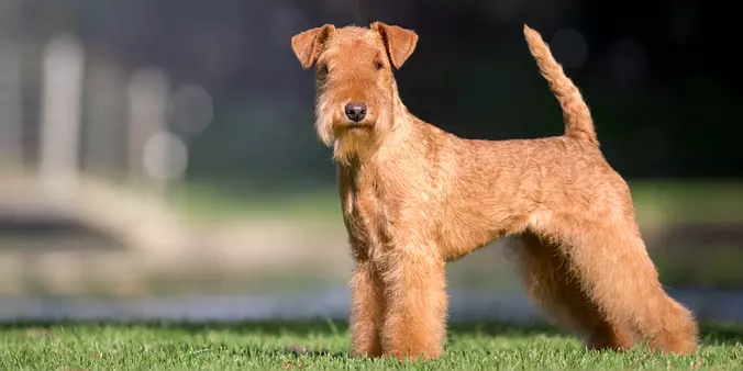 Brown Lakeland Terrier