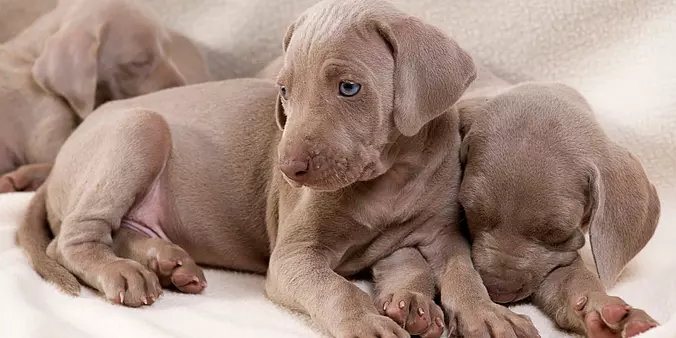 Weimaraner puppies