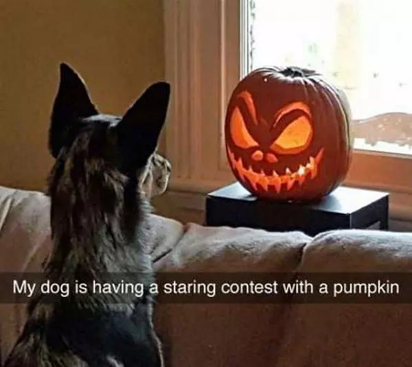 Having A Staring Contest