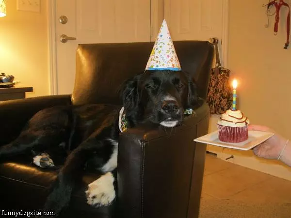My Birfday