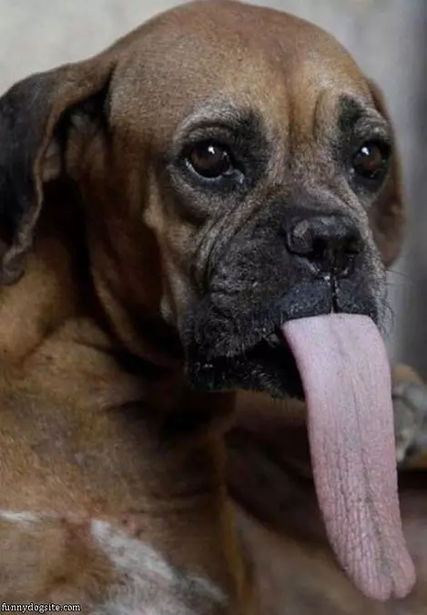 Quite A Tongue