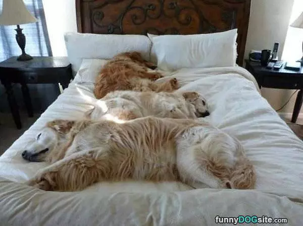This Bed Is Nice