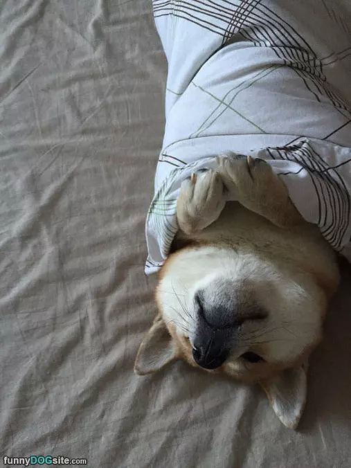 Wrapped Like A Buritto