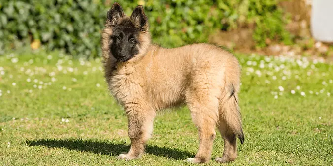 Belgian Tervuren puppy