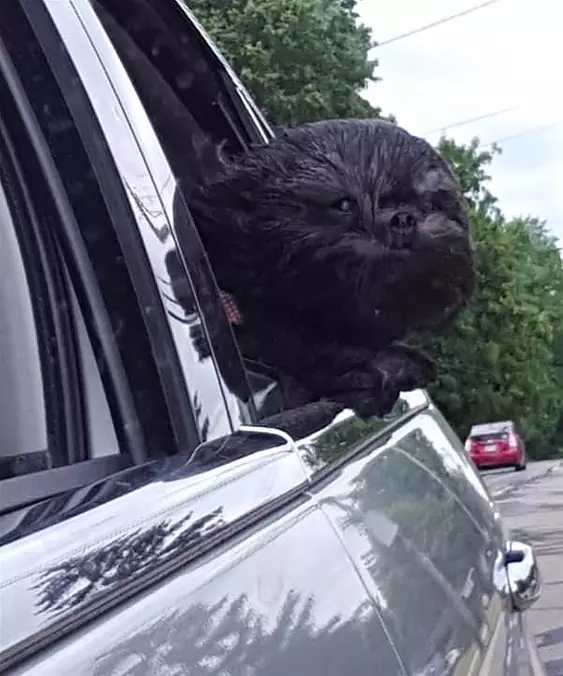 An Awesome Car Ride