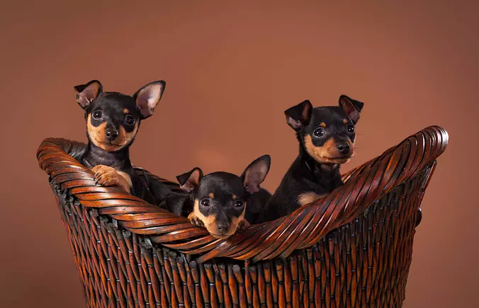 Miniature Pinscher family